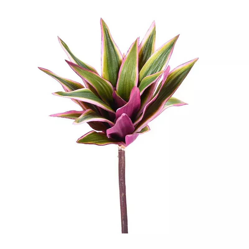 10 Dracaena Plant