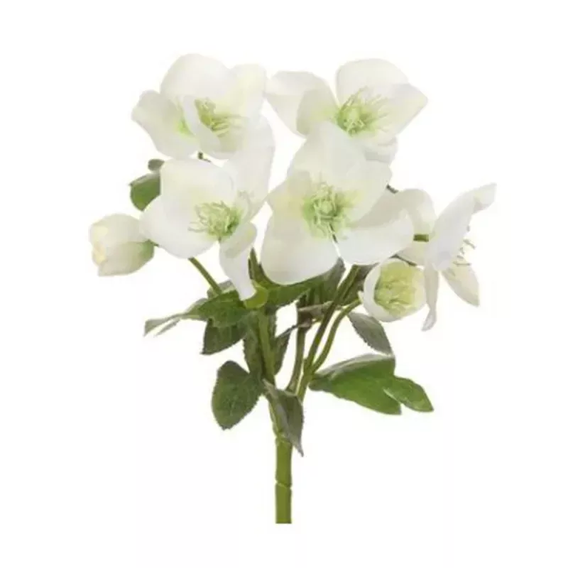 10 Hellebore Bush, Cream