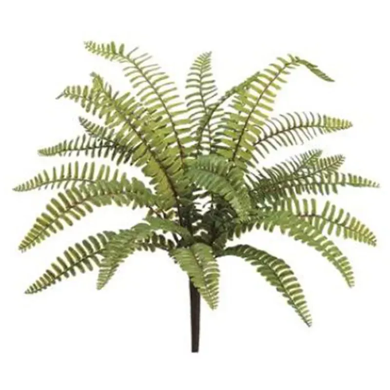 17 Boston Fern Bush