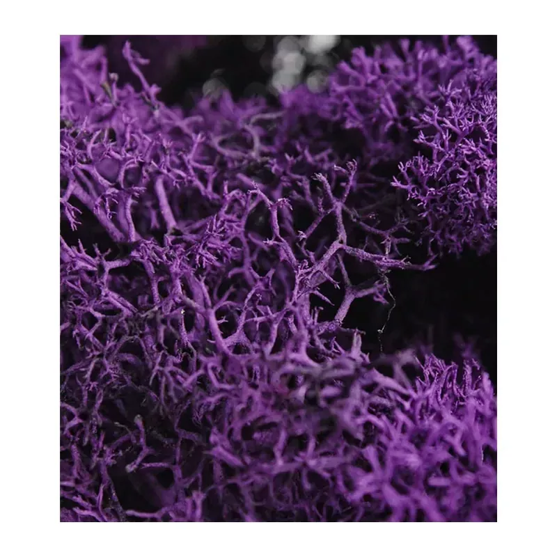 SuperMoss Reindeer Moss - Purple - 2-ounce
